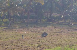 Peacocks pass our house