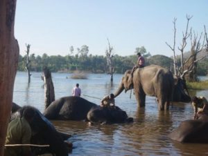 Elephants being washed at the Sakarebyle elephant camp