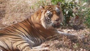 Tiger at the Shimoga safari park