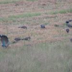 Peacocks in the rice field next to our rented house