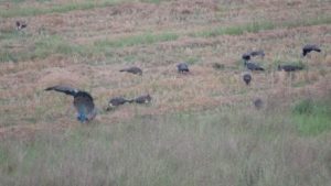 Peacocks in the rice field next to our rented house