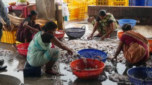 Sorting squids at the fish market